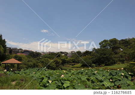 横浜市鶴見区の隠れ癒しスポット 馬場花木園 横浜市鶴見区の隠れ癒しスポット 馬場花木園 116276685
