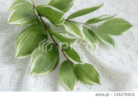 ナルコユリの葉 116276828