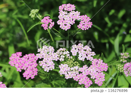 初夏の庭に咲くピンク色のノコギリソウの花 116276896