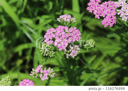 初夏の庭に咲くピンク色のノコギリソウの花 116276899