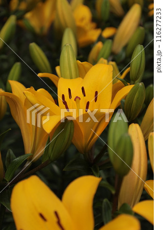 初夏から盛夏へ 初夏から盛夏へ 116277233