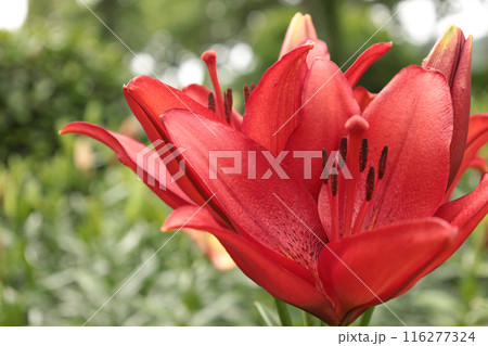 初夏から盛夏へ 116277324