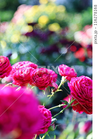 赤いバラ 116278168