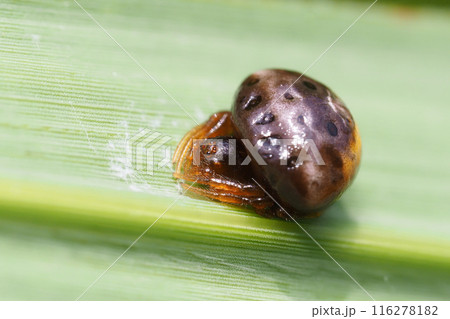 シロオビトリノフンダマシ（幼体・メス） 116278182