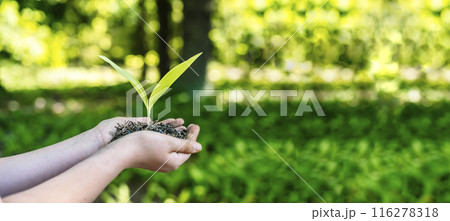 Sprout plant in hands. Agriculture, sustainable development, ecology concept. 116278318