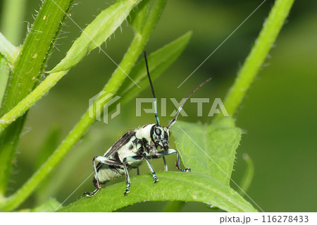 ラミーカミキリ ラミーカミキリ 116278433