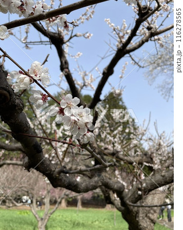 桜 桜 116278565