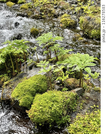 森林の渓流 森林の渓流 116278583