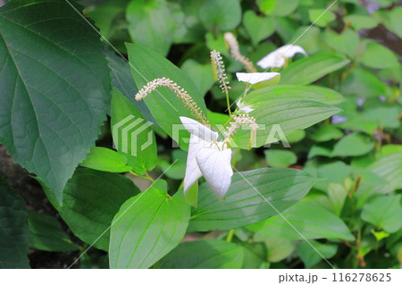半夏生( or 半化粧)の花 半夏生( or 半化粧)の花 116278625