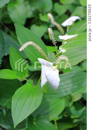 半夏生( or 半化粧)の花 半夏生( or 半化粧)の花 116278628
