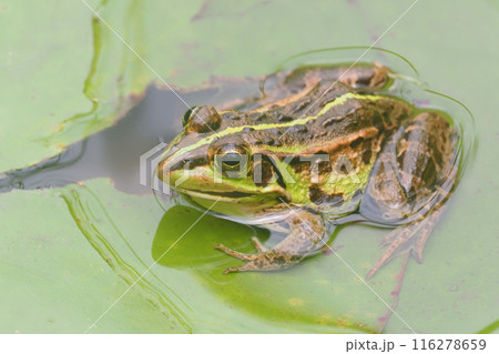 トウキョウダルマガエル トウキョウダルマガエル 116278659