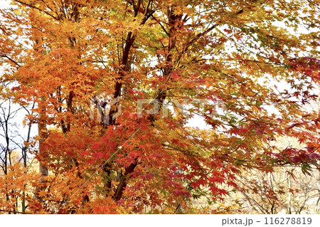 富士見高原リゾート 創造の森の紅葉した樹木の風景 長野県諏訪郡富士見町 富士見高原リゾート 創造の森の紅葉した樹木の風景 長野県諏訪郡富士見町 116278819