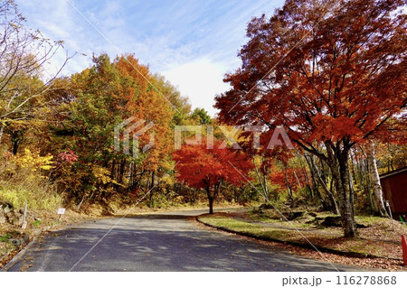 富士見高原リゾート　天空カートから見た紅葉の風景　長野県諏訪郡富士見町 116278868
