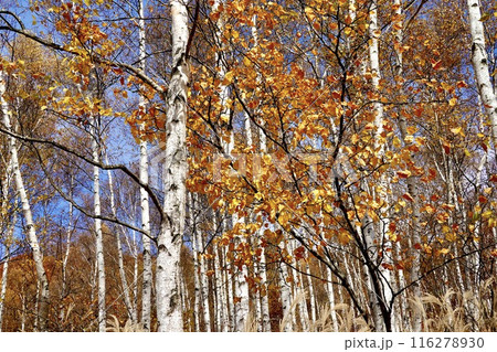 富士見高原リゾート 天空カートから見た白樺と紅葉の風景 長野県諏訪郡富士見町 富士見高原リゾート 天空カートから見た白樺と紅葉の風景 長野県諏訪郡富士見町 116278930