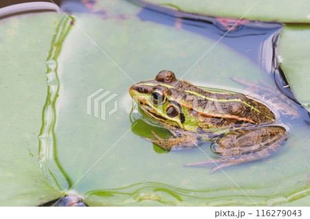 トウキョウダルマガエル トウキョウダルマガエル 116279043
