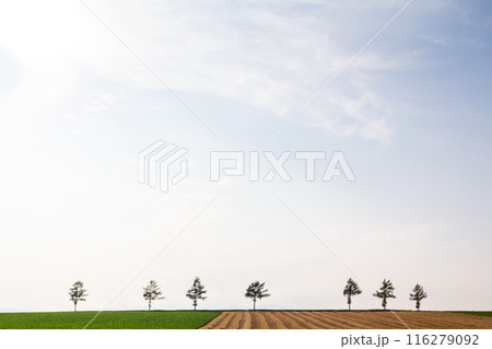 「北海道」メルヘンの丘の風景・大空町 116279092