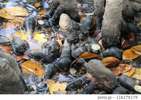 マングローブの根元に集まるキバウミニナ マングローブの根元に集まるキバウミニナ 116279179