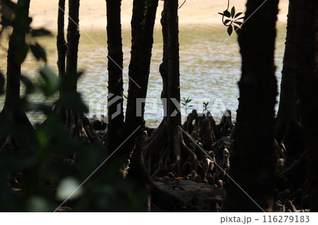 マングローブ林内の風景 116279183