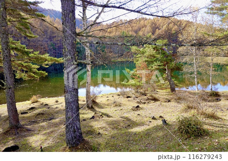 御射鹿池（みしゃかいけ）　東山魁夷画伯の作品で有名な風景　長野県茅野市豊平 116279243
