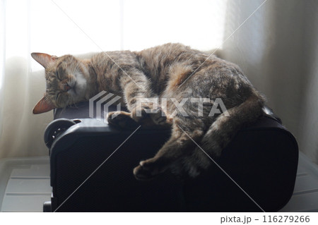 眠るキジトラ 116279266