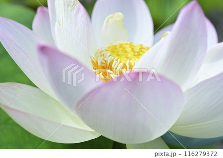 ハスの花 ハスの花 116279372