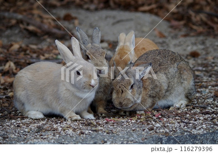 うさぎの島　大久野島にて 116279396