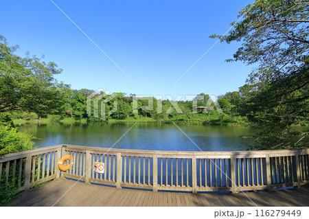 神奈川県・横浜市・三ツ池公園 116279449