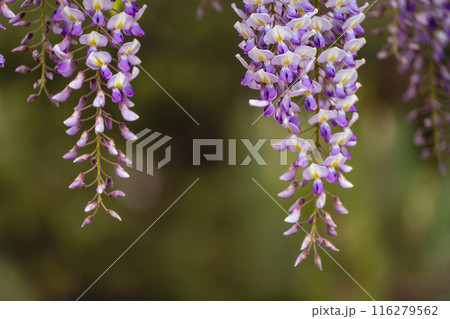 Blooming Wisteria Sinensis with classic purple flowers in full bloom in hanging racemes against a green background. Garden with wisteria in spring. Blooming Wisteria Sinensis with classic purple flowers in full bloom in hanging racemes against a green background. Garden with wisteria in spring. 116279562