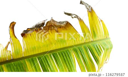 A cut-out of a yellow banana leaf on a white background with clipping paths. 116279587