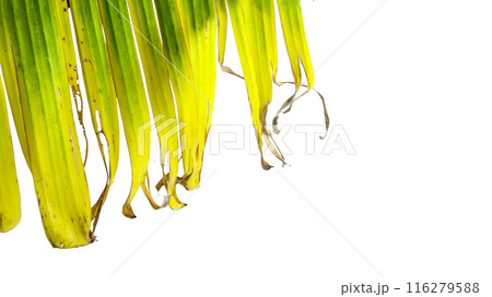 A cut-out of a yellow banana leaf on a white background with clipping paths. 116279588