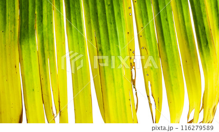 A cut-out of a yellow banana leaf on a white background with clipping paths. 116279589