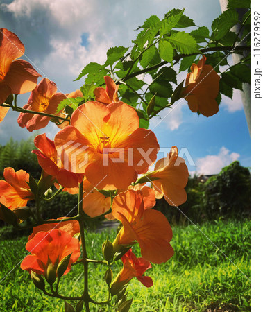 ノウゼンカズラ 116279592