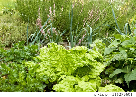 Permaculture garden, in the middle of Beta vulgaris Lucullus with celery and green beans on the sides. Permaculture garden, in the middle of Beta vulgaris Lucullus with celery and green beans on the sides. 116279601