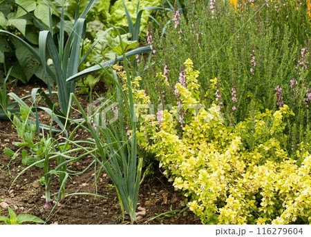 Permaculture garden with yellow oregano, onion and young peas in front. Permaculture garden with yellow oregano, onion and young peas in front. 116279604