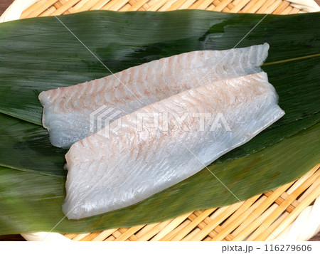 マコガレイの刺身 天然 千葉県産 マコガレイの刺身 天然 千葉県産 116279606