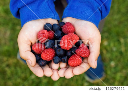 Small boy holding in his hands red raspberries and dark blue Saskatoon berries, lat. Amelanchier alnifolia. Small boy holding in his hands red raspberries and dark blue Saskatoon berries, lat. Amelanchier alnifolia. 116279621