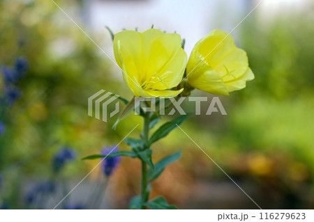 Herbal garden with yellow common evening primrose, lat. Oenothera biennis. 116279623