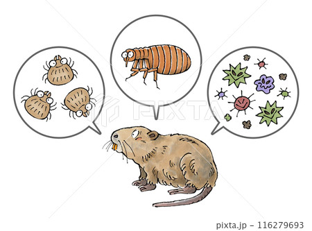 ヌートリアと寄生虫(ダニ、ノミ、病原菌) ヌートリアと寄生虫(ダニ、ノミ、病原菌) 116279693