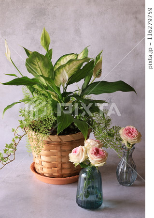 観葉植物の寄せ植えとバラ 116279759