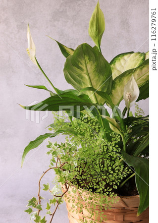 観葉植物の寄せ植え 観葉植物の寄せ植え 116279761