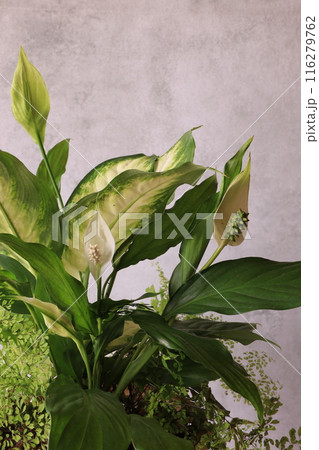観葉植物の寄せ植え 116279762
