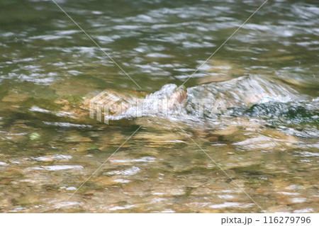 Waterfall stream close-up view from above clear flowing stream over ground gravel and stones. Waterfall stream close-up view from above clear flowing stream over ground gravel and stones. 116279796