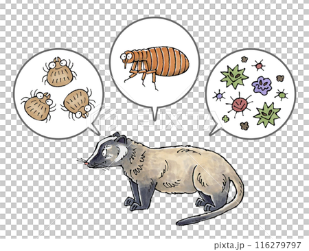 ハクビシンと寄生虫(ダニ、ノミ、病原菌) 116279797