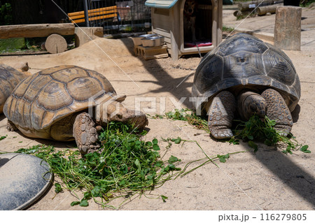 渋川動物公園のエサを食べるリクガメたち 渋川動物公園のエサを食べるリクガメたち 116279805