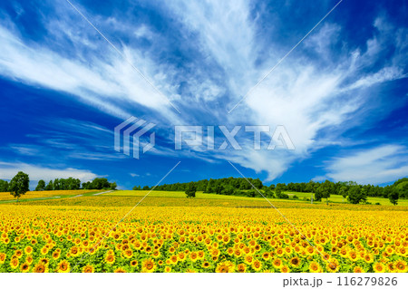夏の北海道 北竜町 広大なひまわり畑 夏の北海道 北竜町 広大なひまわり畑 116279826