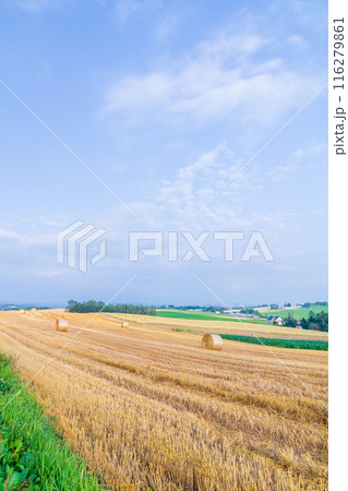 「北海道」麦草ロールが転がる美瑛の丘の風景 「北海道」麦草ロールが転がる美瑛の丘の風景 116279861