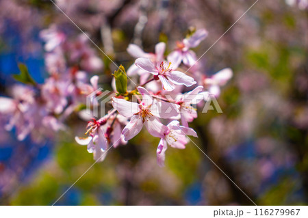 【京都風景】賀茂川　半木の道の桜 116279967