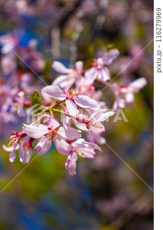 【京都風景】賀茂川　半木の道の桜 116279969