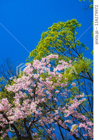 【京都風景】賀茂川　半木の道の桜 116279972
