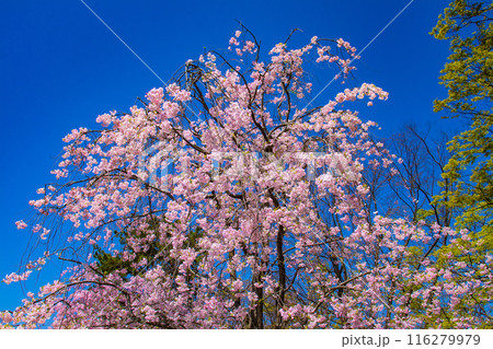 【京都風景】賀茂川 半木の道の桜 【京都風景】賀茂川 半木の道の桜 116279979